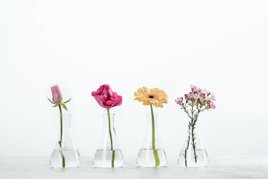 Different plants in erlenmeyer flasks on white background