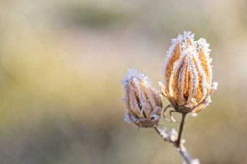 iced plant in winter garden