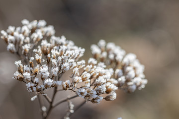 flower rest with ice