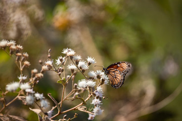 A queen butterfly (Danaus gilippus) feeding on wild flowers in sunlight backlit. Nature delicate background. Orange colors. 