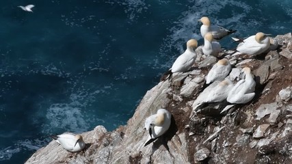 Northern gannets (Morus bassanus) preening feathers in seabird breeding colony in sea cliff at Hermaness, Unst, Shetland Islands, Scotland, UK