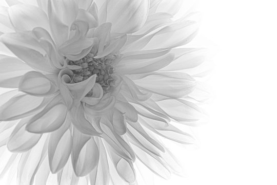 Black And White Flower Images – Browse 1,572,578 Stock Photos, Vectors, and  Video | Adobe Stock