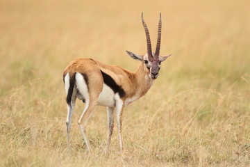 Naklejka na ściany i meble Thomsons gazelle in the wilderness of Africa
