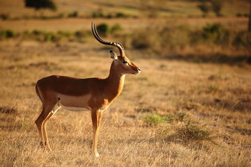 Naklejka na ściany i meble Male impala in the wilderness of Africa