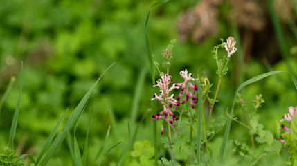 Fumaria bastardii