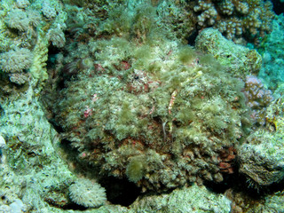 Naklejka na ściany i meble Stonefish (Synanceia verrucosa). Taking in Red Sea, Egypt.