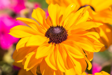 Fototapeta premium Fiori alta Val Susa - Piemonte - Italy