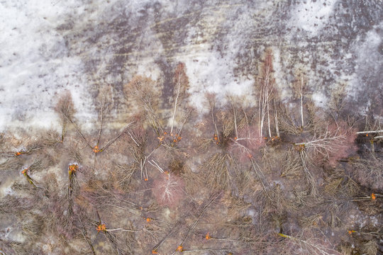 Aerial view of frozen water with pine trees, Tipu, Viljandi County, Estonia