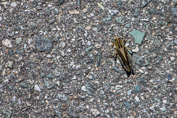 Cavallette in alta Val Susa - Piemonte - Italy 