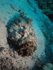 Stonefish (Synanceia verrucosa). Taking in Red Sea, Egypt.