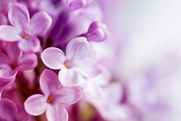 Floral background with lilac flowers closeup, soft focus.