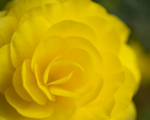 close-up of Yellow double begonia
