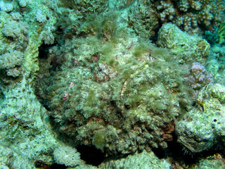 Naklejka na ściany i meble Stonefish (Synanceia verrucosa). Taking in Red Sea, Egypt.