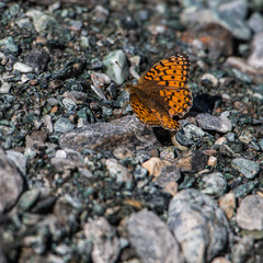 Fototapeta na wymiar Farfalle in alta Val Susa - Piemonte - Italy 