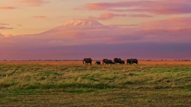 Elephants in the grassland at the foot of Kilimanjaro snow mountain