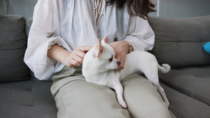 Close-up footage of white calm Chihuahua sitting on lap of female owner. Fascinating watchdog. Indoors. Gray sofa. Apartment. Idea.