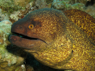 Yellowmargin moray. (Gymnothorax flavimarginatus)