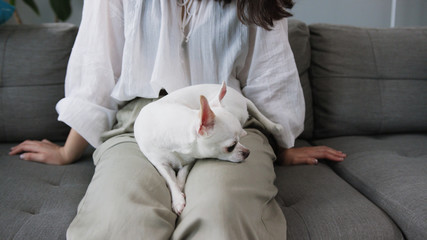 Wonderful white dog sitting on lap of owner. Girl touching smooth Chihuahua. Popular toy breed. Puppy hood. Without face. People and domestic animal. Idea.