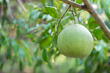 Ripening fruits of the pomelo, natural citrus fruit, green pomelo hanging on branch of the tree . Ripe green pomelo hanging on branch, tropical pomelo tree, citrus fruit