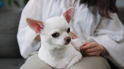 Close-up shooting of small white dog. Dog with round apple-like skull. Pretty pet. Chihuahua. Apartment, petting, woman, nice, cute, girl, indoors, living room, cozy