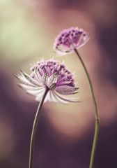 Summer Flower Planters Stock Photos And Royalty Free Images