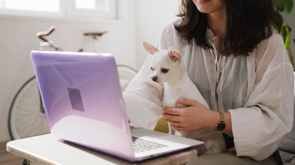 Solidly built dog eating food from purple laptop. Girl holding white pet in hands, trying to work....