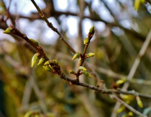 Forsythienblüte