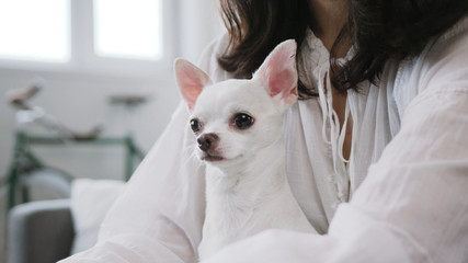 Close-up footage of amazing pet sitting near girl, looking at screen. Smiling glad young woman wearing business clothes chatting. Indoors. Weekend. Chihuahua. Breed of dog.