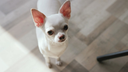 Shot from above of sweet pet. Fine Chihuahua looking at camera. Apartment. Indoors. Devotion concept. Curious dog.