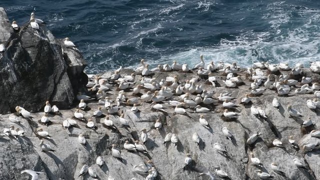 Northern gannets (Morus bassanus) preening feathers in seabird breeding colony in sea cliff at Hermaness, Unst, Shetland Islands, Scotland, UK
