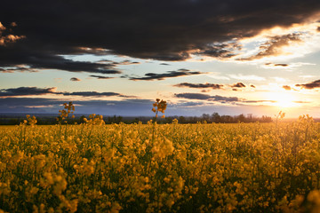 Fototapeta na wymiar beautiful sunset over yellow flowers rapeseed field, bright springtime landscape, dark sky, clouds and sunlight