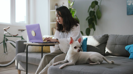 Concentrated fascinating young woman sitting at violet laptop, working at home. Freelance concept. Tiny white dog lying on sofa. Apartment. Indoors.