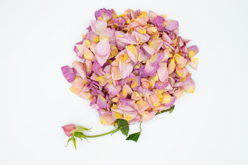 fading roses and petals  white background