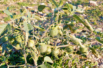 Dozen of thorny green wild flower