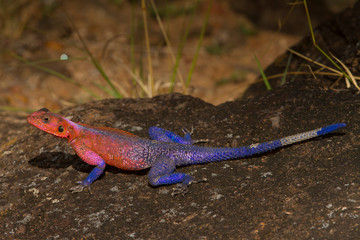 Red headed agama lizard, red and blue lizard 