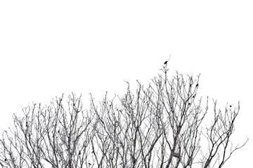 Blurred a row of  dead tree branches with a group tropical birds sitting on the top ,white isolated background