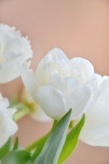 White tulips on a cream background