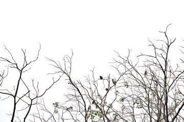 Blurred a row of  dead tree branches with a group tropical birds sitting on the top ,white isolated background