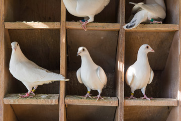 Lots of white pigeons in wooden dovecot.
