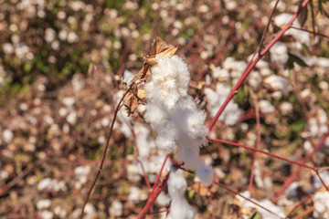 Close-up of white cotton