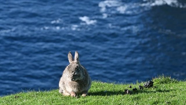 European rabbit (Oryctolagus cuniculus) resting in grassland on top of sea cliff