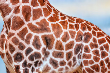 Close up photo of head of giraffe, giraffa, with blue sky background. It's a profile picture. It is is an African artiodactyl mammal, wildlife photo in safari.