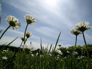 Titel: Dandalian flowers in the summer with blue skies