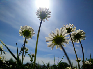 Titel: Dandalian flowers in the summer with blue skies
