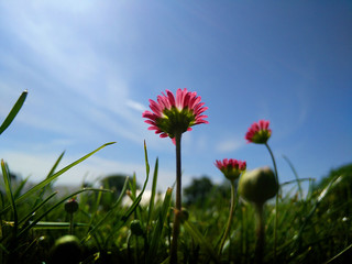 Titel: Dandalian flowers in the summer with blue skies