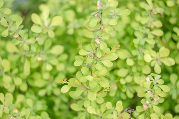 Green leaves on the bush.