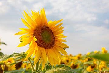 the common sunflower, is a crop for its edible oil and edible fruits, ripe sunflower plant close-up against a clear sky on a sunny summer day, agricultural sunflower field