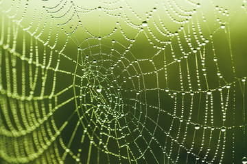 Close-up of a web with dew drops. Morning spring photo in nature. Selective focus macro shot with shallow depth of field