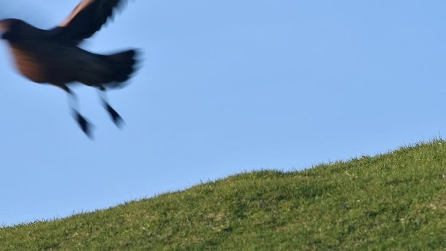 Great skua (Stercorarius skua) taking off from moorland, Hermaness, Unst, Shetland Islands, Scotland, UK