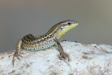 a Ruin Lizard - Podarcis siculus